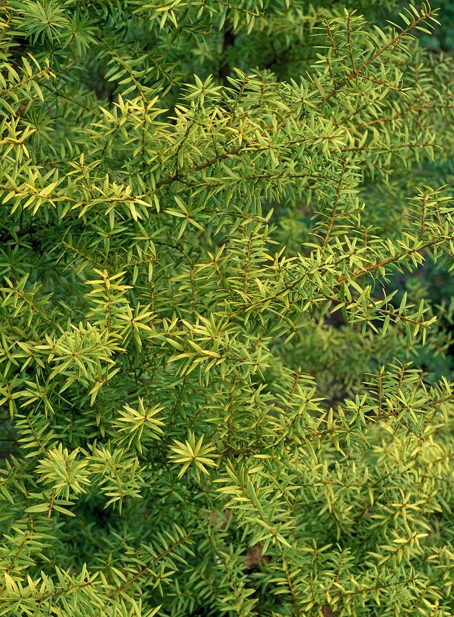 Podocarus Totara 'aureus' Photograph by Geoff Kidd/science Photo ...