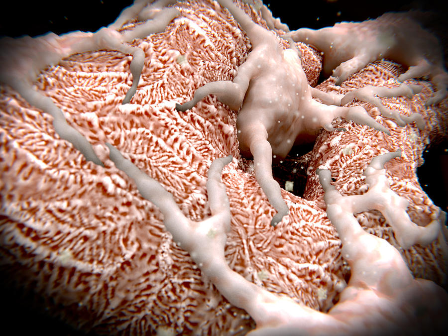 Podocytes On A Glomerulus Filtering Photograph by Juan Gaertner