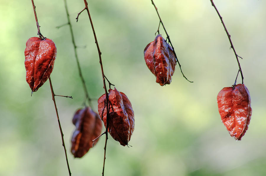 Nature Photograph - Pods by Tam Ryan