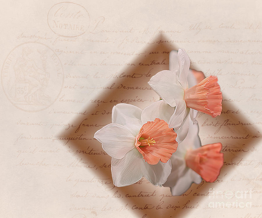 Poem Of Peach Daffodils Digital Art