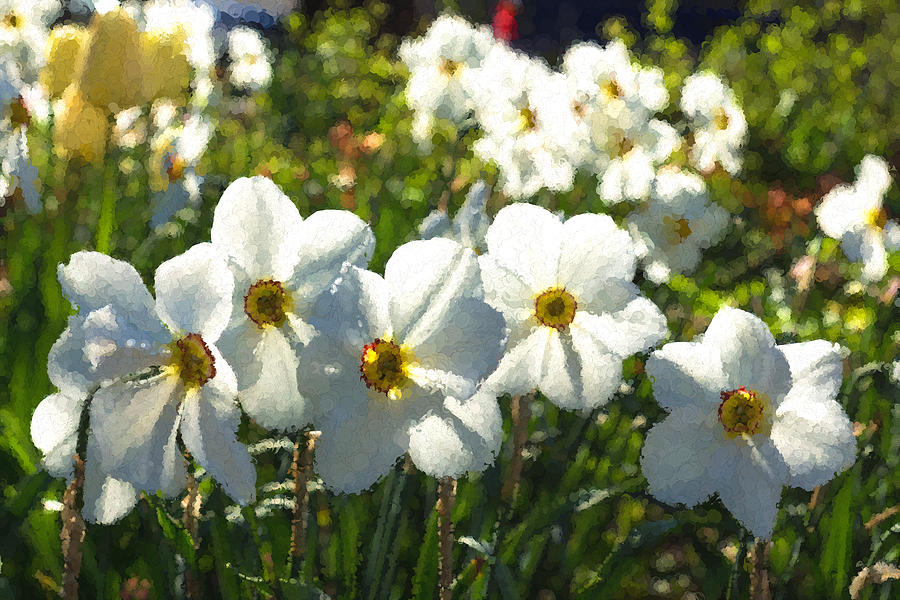 Poet Daffodils Dreams - Impressions Of Spring Digital Art by Georgia Mizuleva