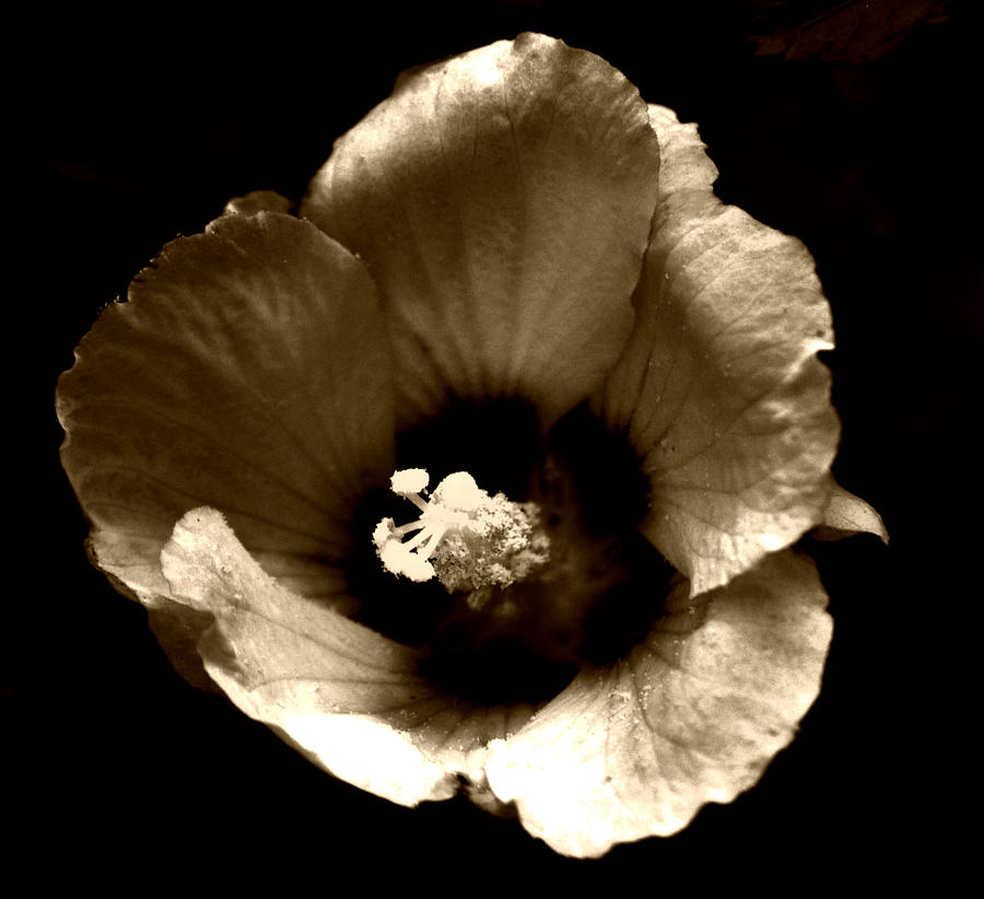 Flower Photograph