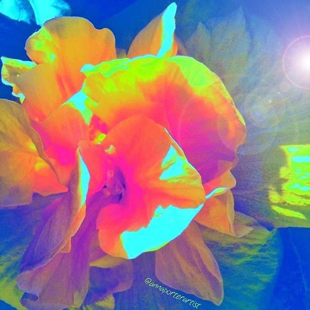 Flower Photograph - Poetry, A Digital Edit By by Anna Porter