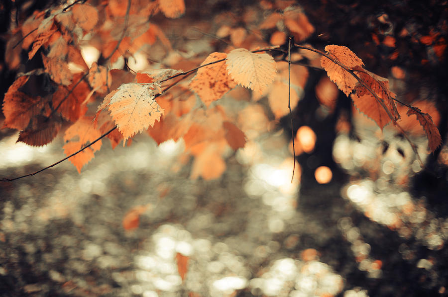 Poetry of Autumnal Leaves Photograph by Jenny Rainbow
