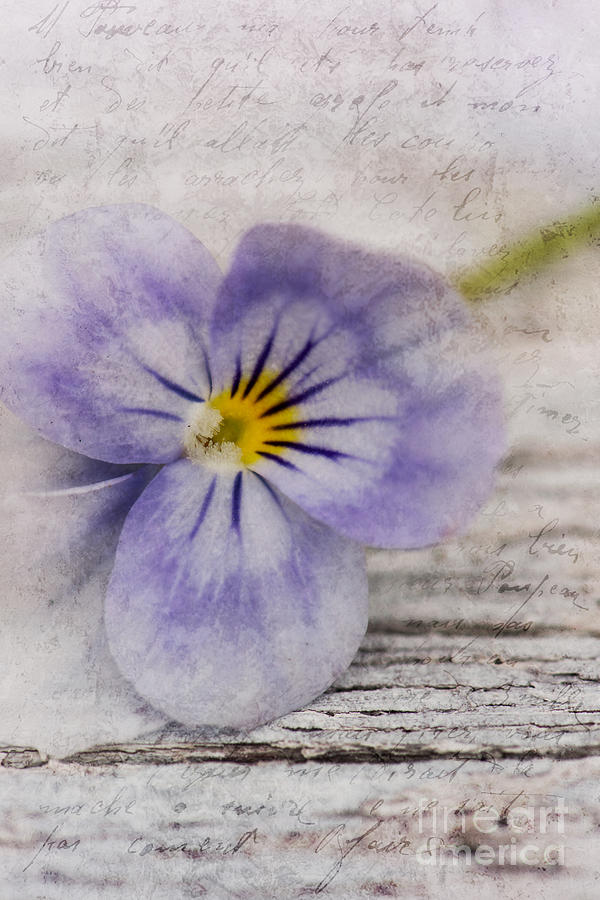 Flower Photograph - Poetry by Priska Wettstein