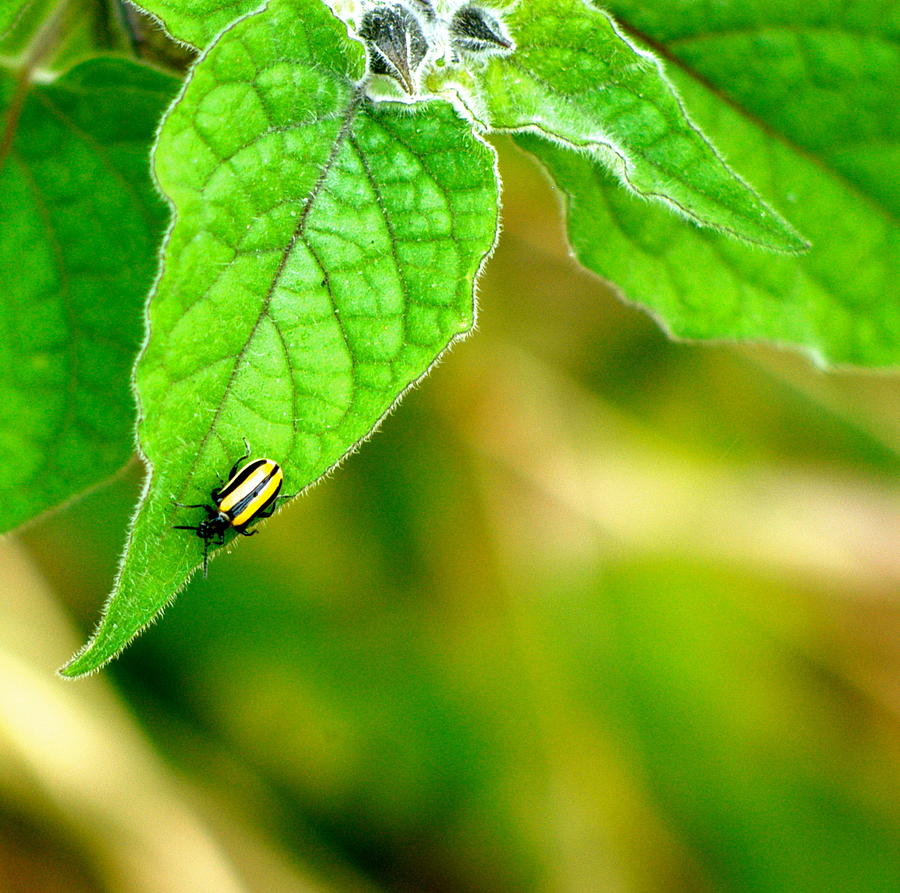 Poha Berry Beetle Photograph by Lehua Pekelo-Stearns