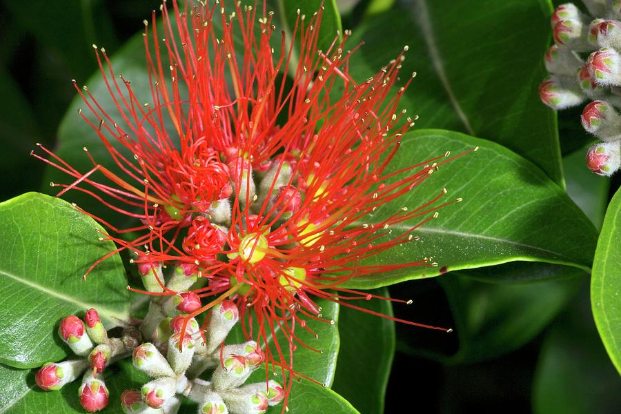Pohutukawa Photograph - Pohutukawa Tree (metrosideros Excelsa) by Bob Gibbons/science Photo Library Pohutukawa Photograph - Pohutukawa Tree (metrosideros Excelsa) by Bob Gibbons/science Photo Library