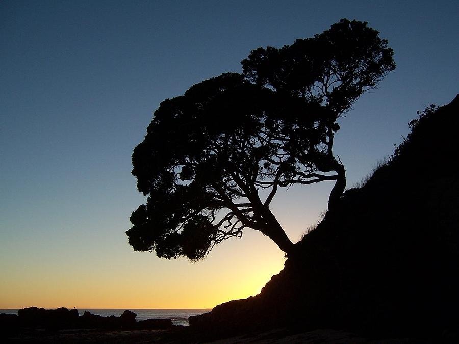 Pohutukawa Trees at Sunrise Photograph by Peter Mooyman