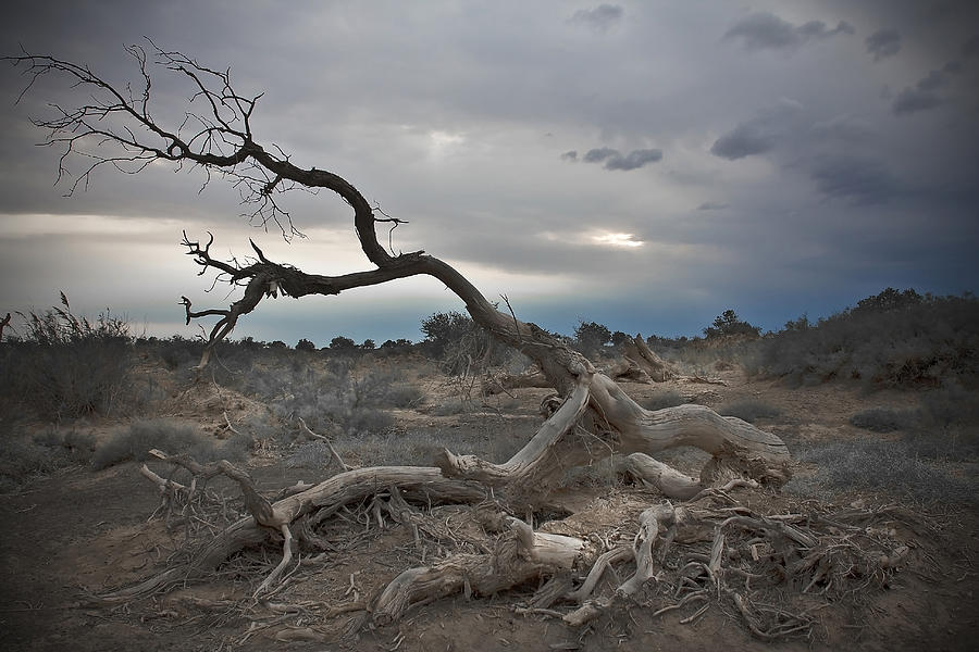 Poignant Populus Photograph by Jason KS Leung