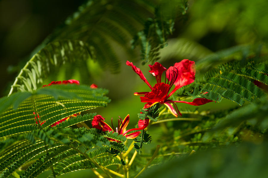 Poinciana Tree Blossom Photograph by Roger Mullenhour