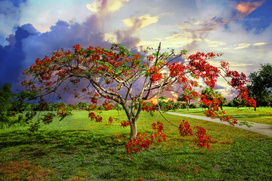 Spring Photograph - Poinciana Tree by Debra and Dave Vanderlaan