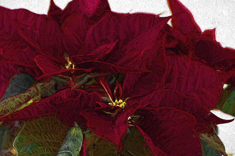 Poinsettia 3 Digital Painting on Canvas 2 Photograph by Sharon Talson