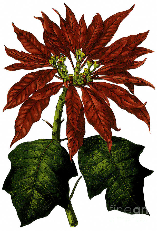 Poinsettia a traditional Christmas plant vintage poster Digital Art by Vintage Collectables