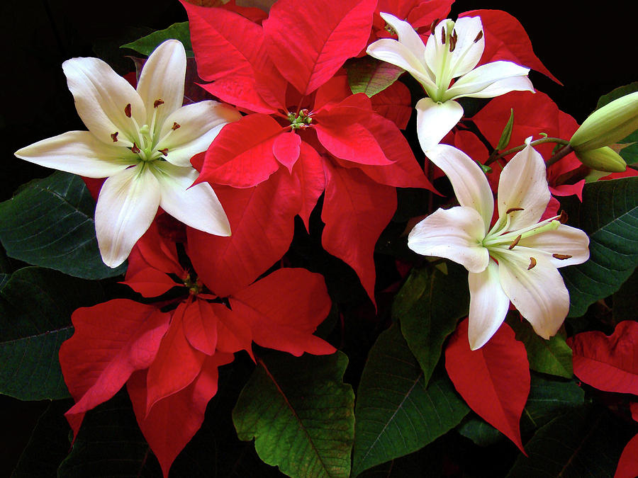 Poinsettia and Lilies Photograph by Sandy Keeton