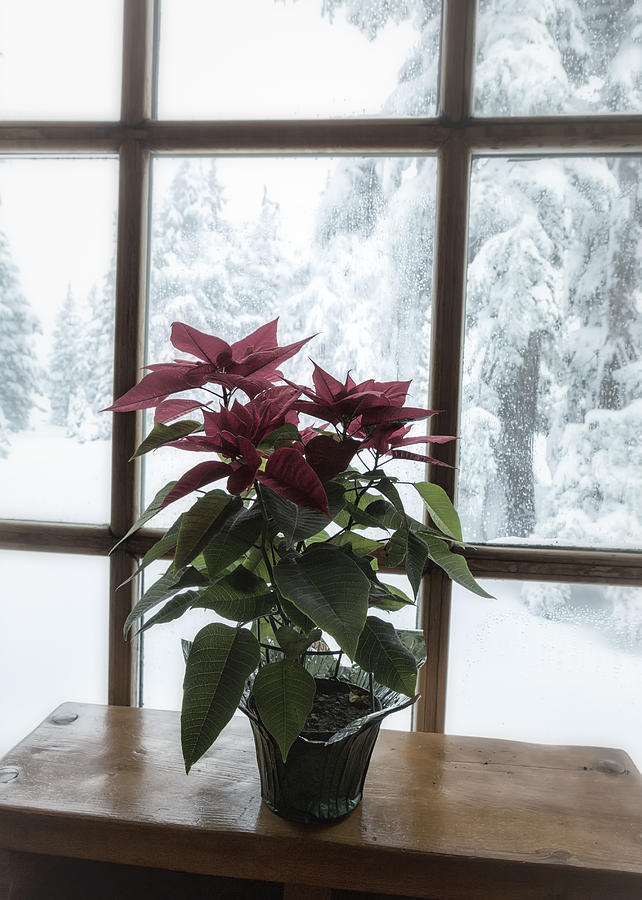 Poinsettia at Timberline Lodge Photograph by Belinda Greb