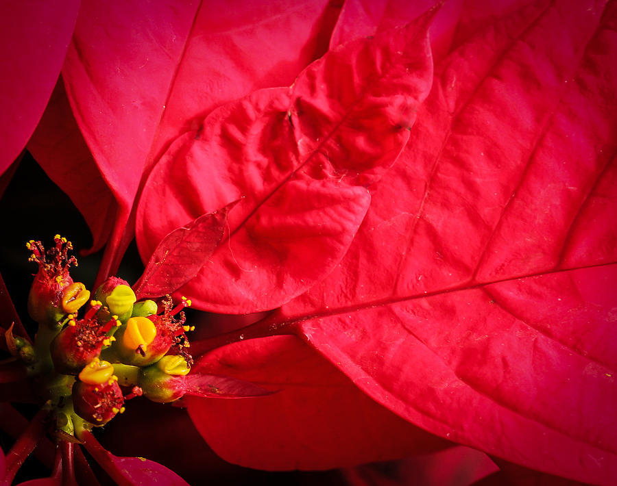 Poinsettia Photograph by Cathy Donohoue