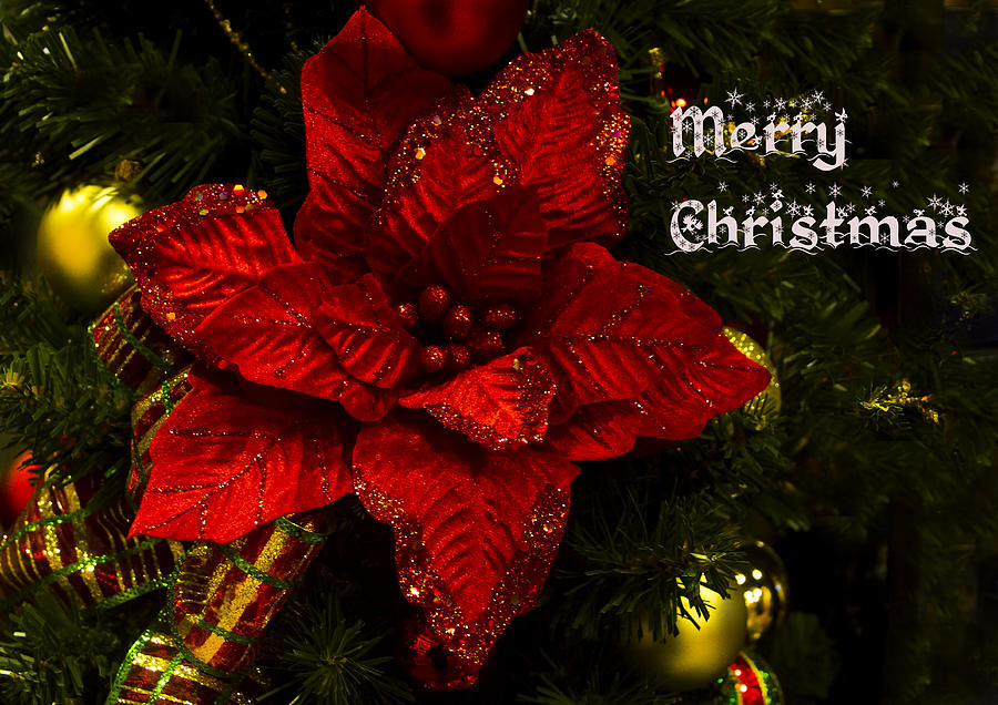Poinsettia Christmas Greeting Card  Photograph by Mark Andrew Thomas