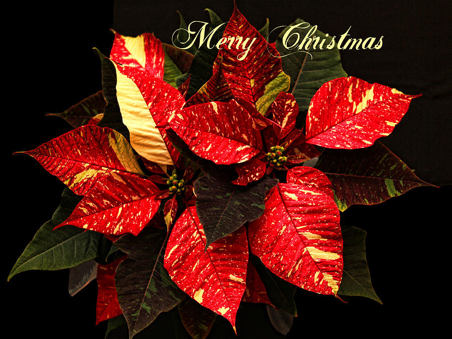 Poinsettia Christmas Photograph by Judy Vincent