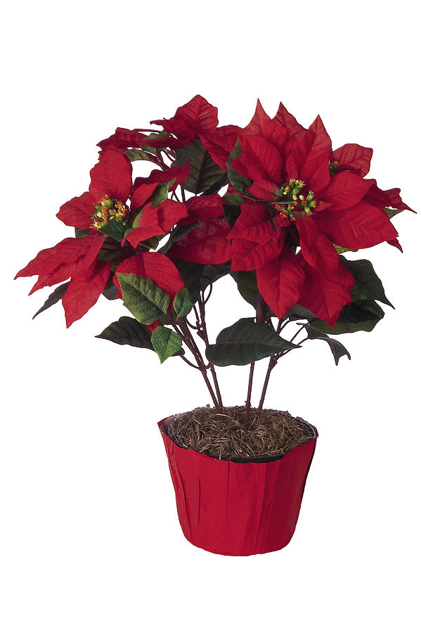 Poinsettia Photograph by Comstock