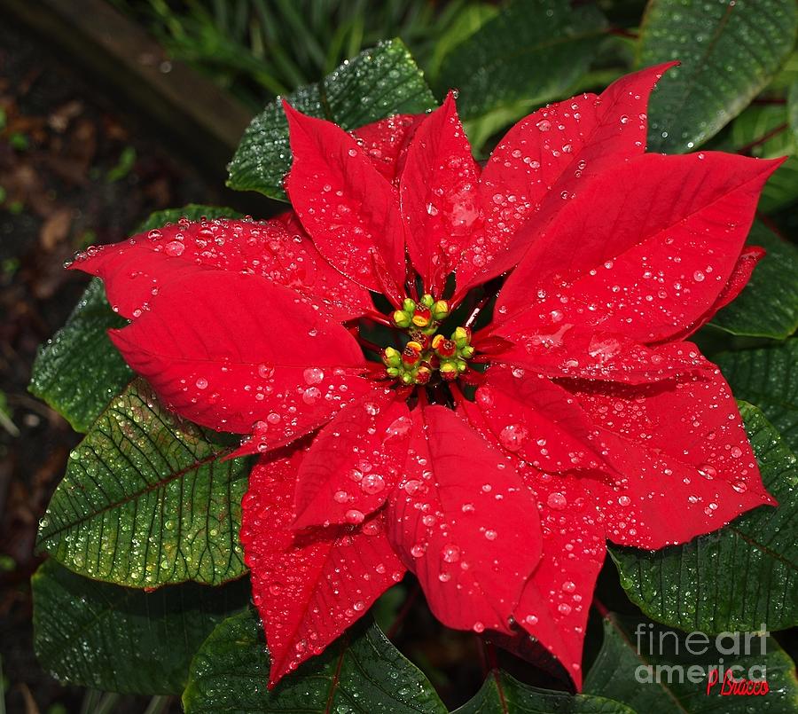 Poinsettia - Frozen In Time Photograph by Philip And Robbie Bracco
