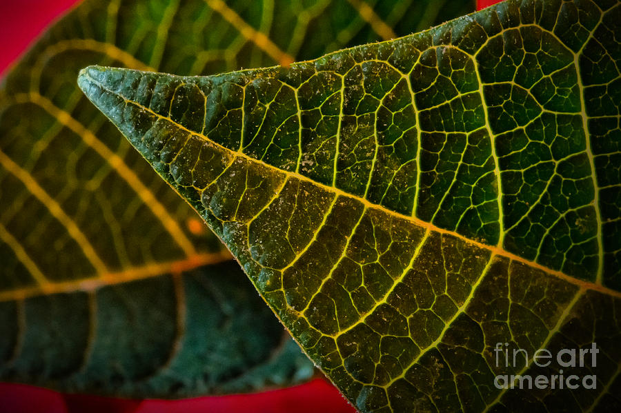 Poinsettia Green Leaf Photograph by Dave Bosse