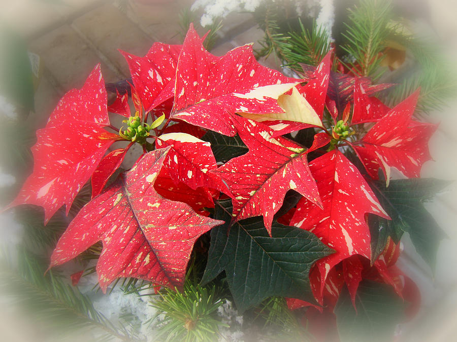 Poinsettia In Red And White Photograph by Carol Senske