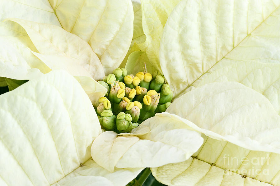 Poinsettia in White Photograph by Stephanie Frey