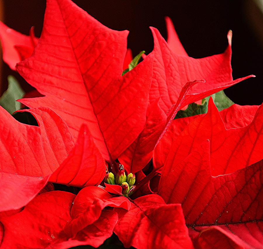 Poinsettia Photograph by Judy Genovese