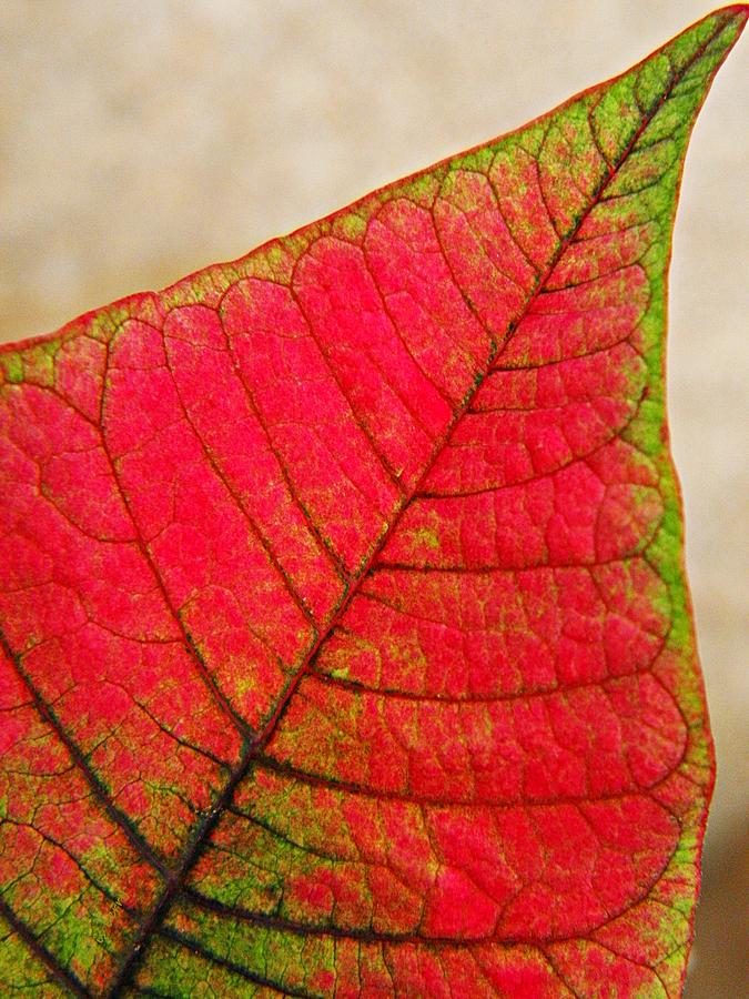 Poinsettia Leaf  Photograph by Chris Berry