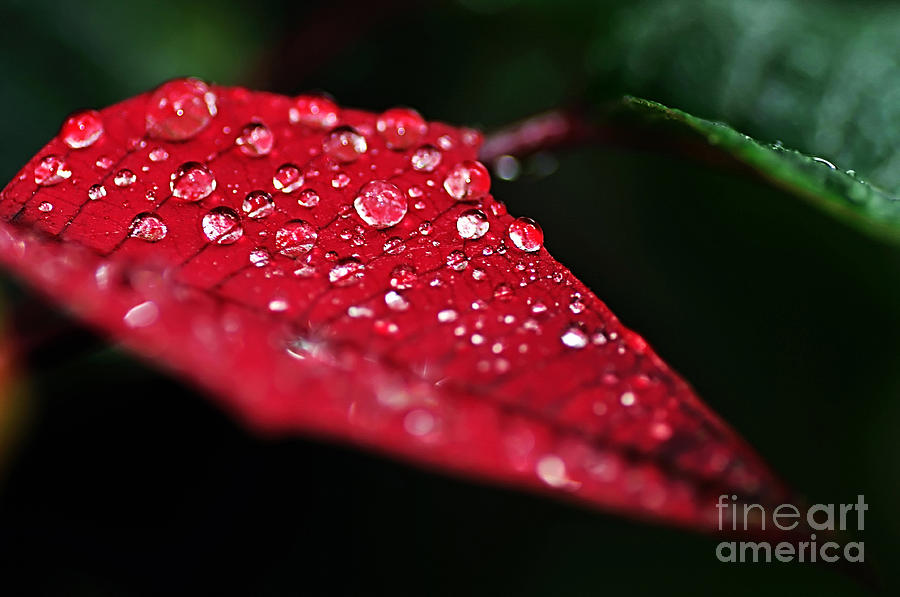 Nature Photograph - Poinsettia Leaf with Water Droplets by Kaye Menner