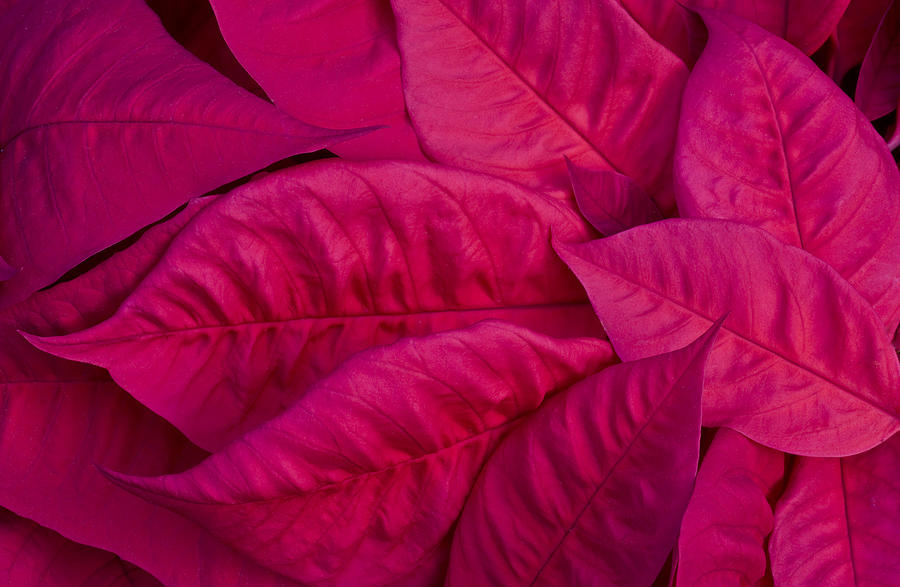 Poinsettia Leaves 2 Photograph by Rich Franco