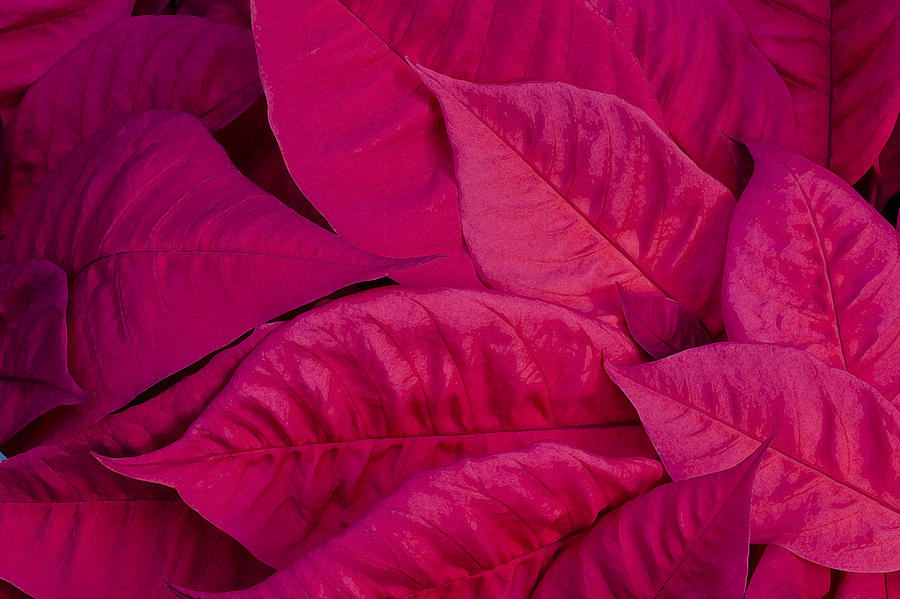 Poinsettia Leaves 3 Photograph by Rich Franco