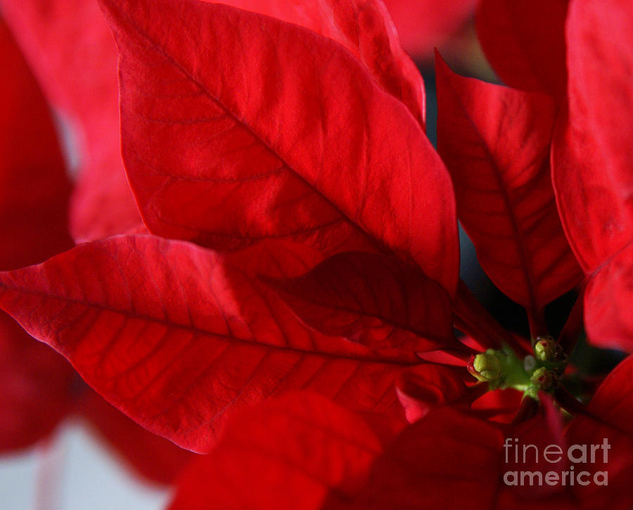 Poinsettia Photograph by Linda Shafer