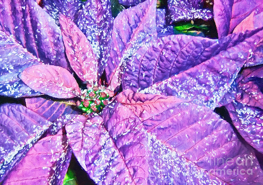Poinsettia of Pink and Purple Photograph by Darren Fisher