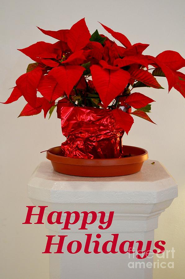Poinsettia on a Pedestal - No 2 Photograph by Mary Deal