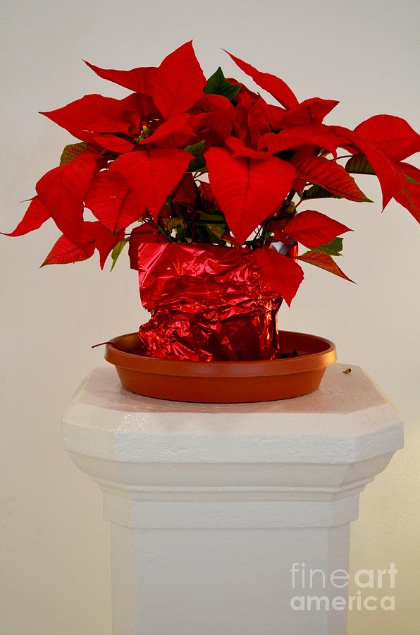 Poinsettia on a Pedestal No 1 Photograph by Mary Deal