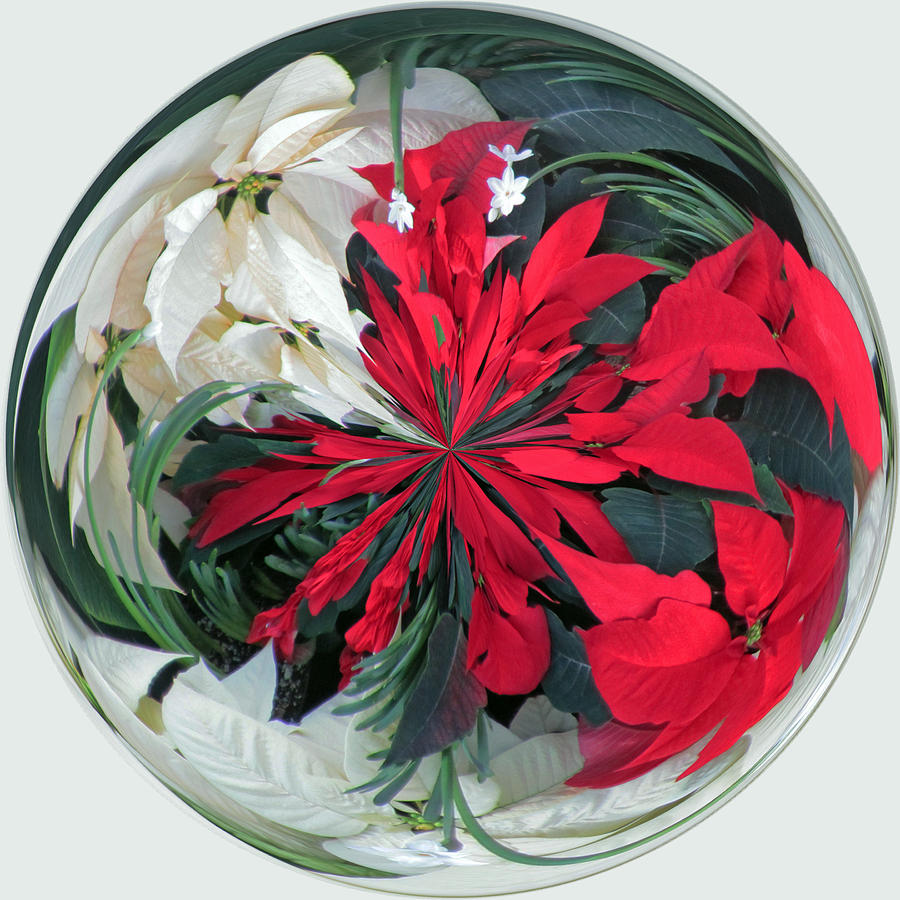 Christmas Photograph - Poinsettia Ornament by Tikvahs Hope