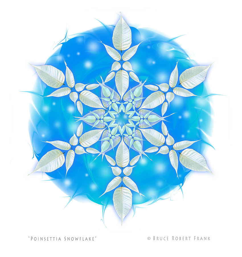 Poinsettia Snowflake Photograph by Bruce Frank