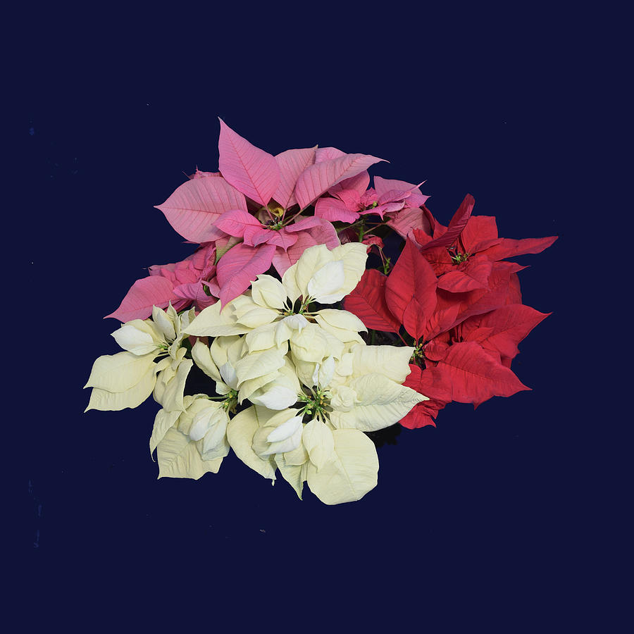 Christmas Photograph - Poinsettia Tricolor II by R  Allen Swezey