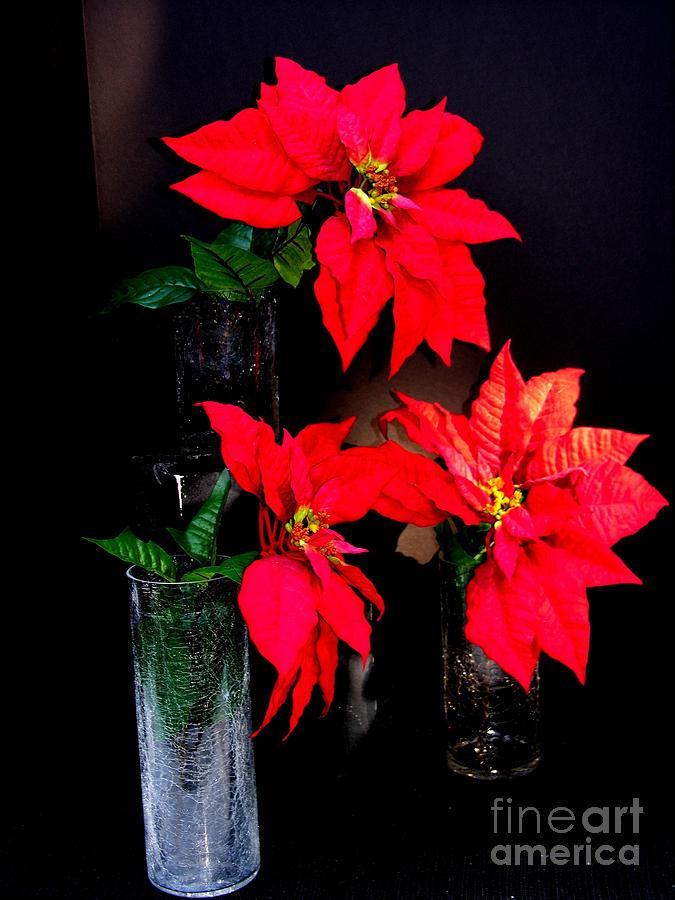 Poinsettias and Crystal Photograph by Jacqueline M Lewis