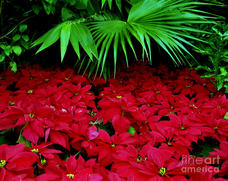 Poinsettias and Palm Photograph by Tom Brickhouse