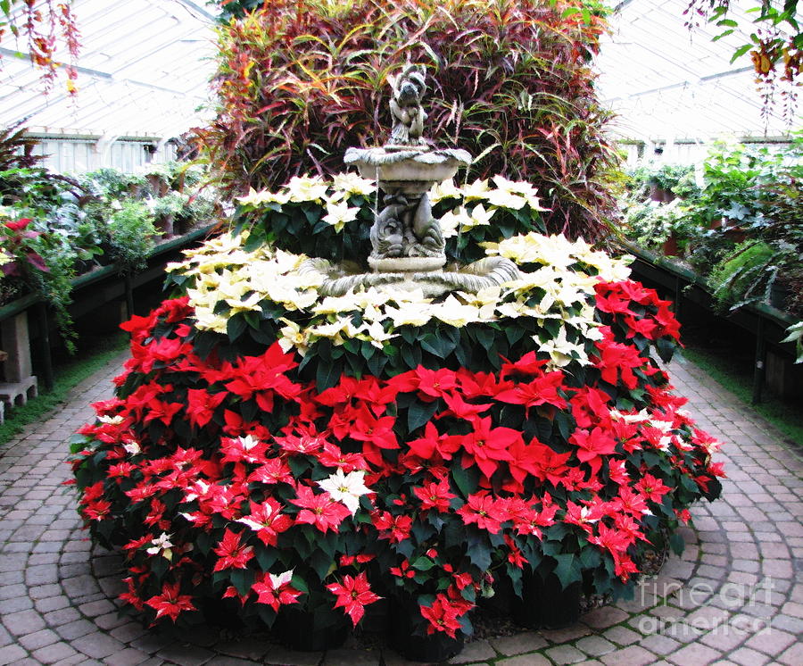 Poinsettias at Botanical Gardens with Oil Painting Effect Photograph by Rose Santuci-Sofranko