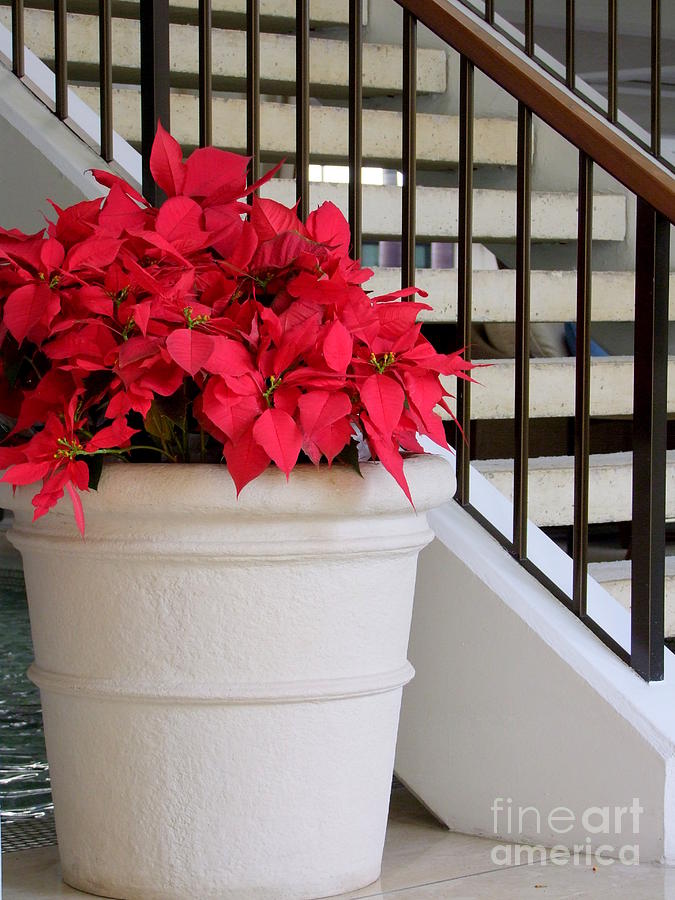 Poinsettias by the Stairway Photograph by Mary Deal