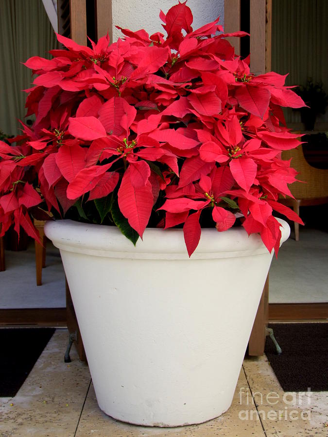 Poinsettias in a Planter Photograph by Mary Deal