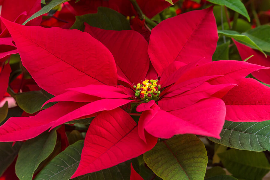 Poinsettias Photograph by Teri Virbickis - Fine Art America