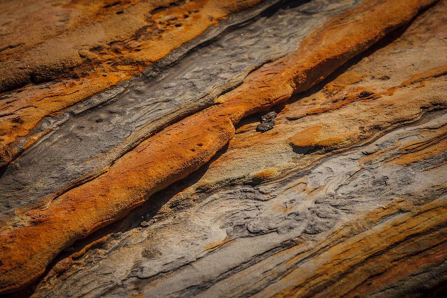 Point Lobos Abstract 18 Photograph