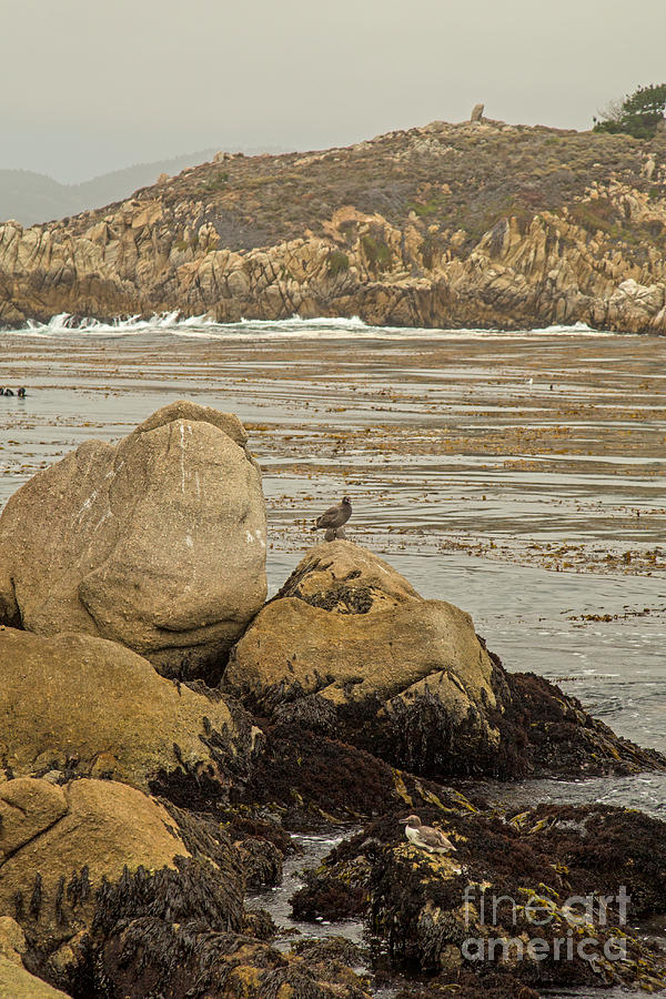 Point Lobos California State Park Photograph by Natural Focal Point Photography