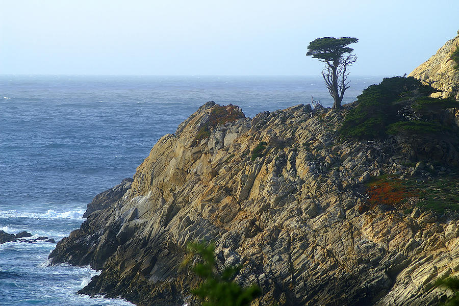 Point Lobos Cypress Photograph by David Armentrout