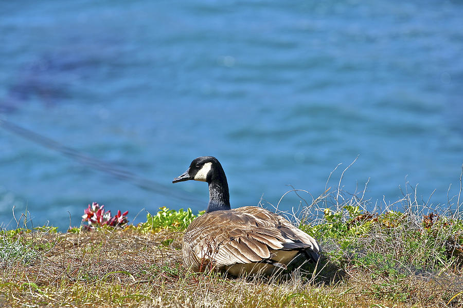 Point Lobos Duck Photograph by SC Heffner