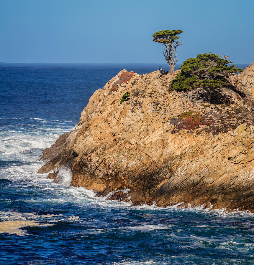 Tree Photograph - Point Lobos South Point by Mike Penney